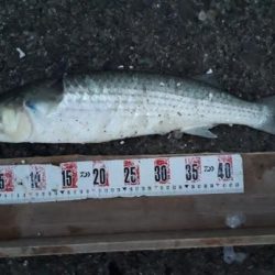 グレ！！シーズン的に厳しいかと思いましたが、、、