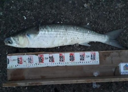 グレ！！シーズン的に厳しいかと思いましたが、、、