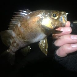 洲本温泉メバル3種盛り!