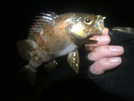 洲本温泉メバル3種盛り!