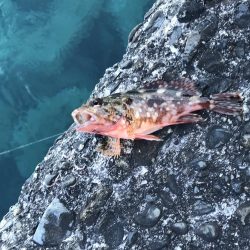 またお前か！2日連続で50up!