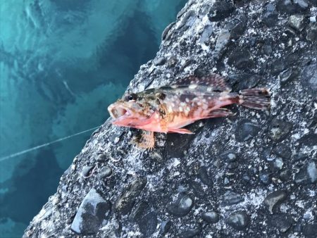 またお前か！2日連続で50up!