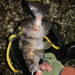 寒いけど魚は元気!