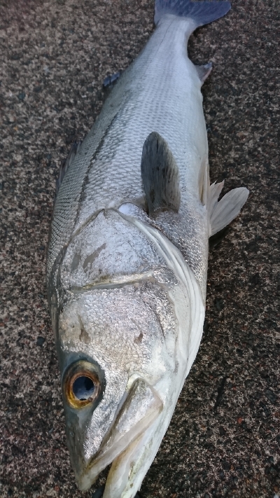 シーバスGETだぜ！