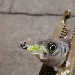 アジング練習 109  スローテーパーを楽しむの巻