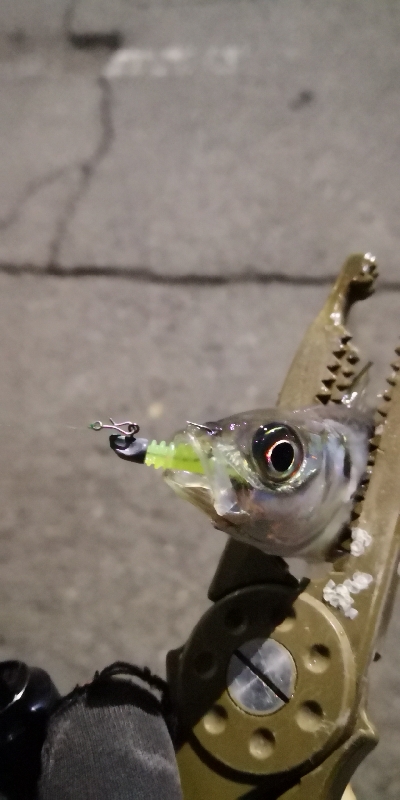 アジング練習 109  スローテーパーを楽しむの巻