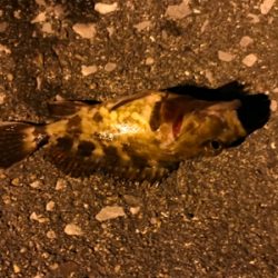 大アジ狙いのはずが…