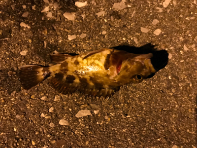 大アジ狙いのはずが…