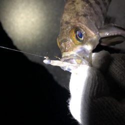 久しぶりのメバリング