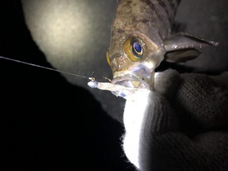 久しぶりのメバリング