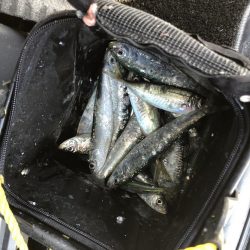 釣りというより漁でした。