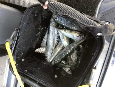 釣りというより漁でした。