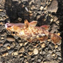 メバルを求めて