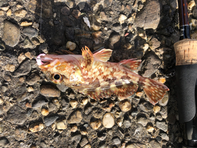 メバルを求めて