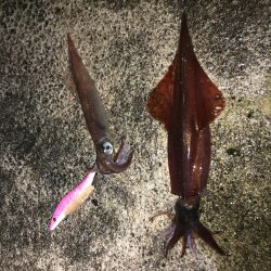 ヤリイカエギング