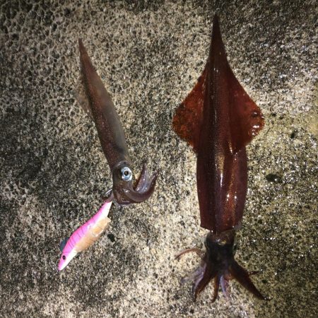 ヤリイカエギング