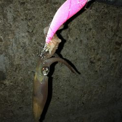 粘ってようやくゲット