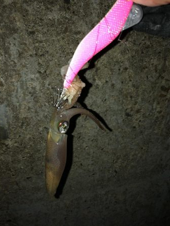 粘ってようやくゲット