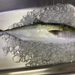 淡路島ジギング釣行