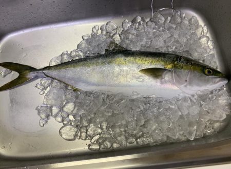 淡路島ジギング釣行