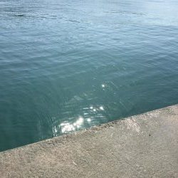 河口シーバス？