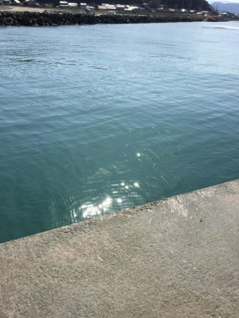 河口シーバス？