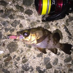 ぼちぼちとメバリング