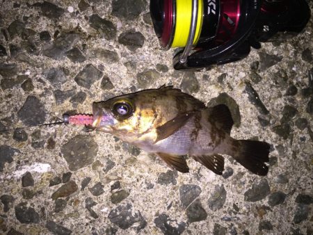 ぼちぼちとメバリング