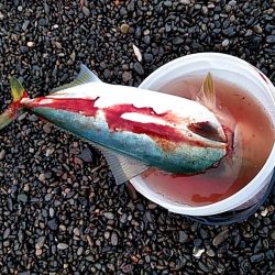 また、メジロが釣れました!!