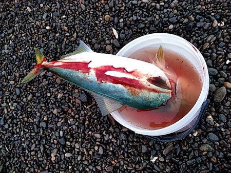 また、メジロが釣れました!!