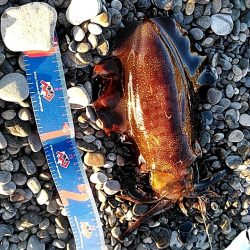 何とか　一杯確保です(#^^#)