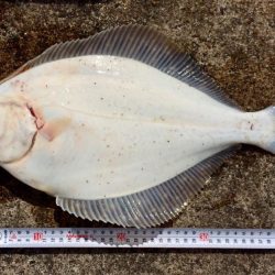 カレイ自己記録 W更新