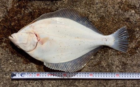 カレイ自己記録 W更新