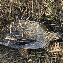 イチノ兄弟、釣果！