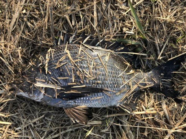 イチノ兄弟、釣果！