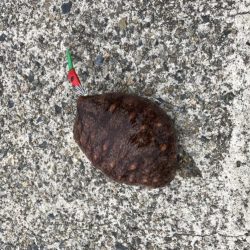 パラソル級のはずが…