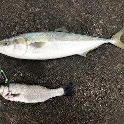 80のブリと50弱のヒラスズキ