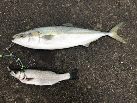 80のブリと50弱のヒラスズキ