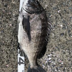 イチノ兄弟、釣果!