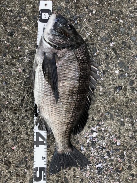 イチノ兄弟、釣果!