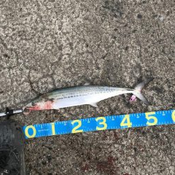 超絶久しぶりに釣れた〜❗️