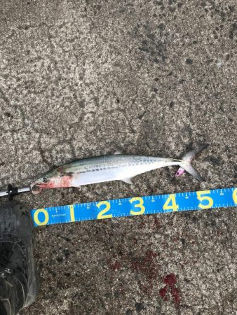 超絶久しぶりに釣れた〜❗️