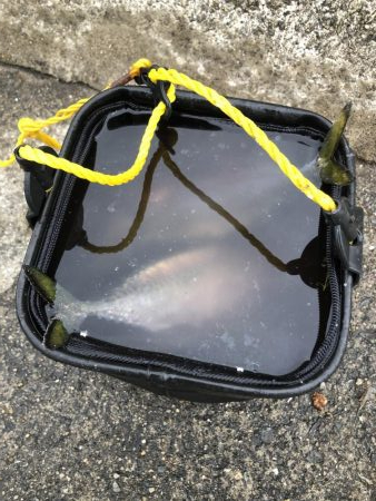 エビでサバを釣る@西宮ケーソン