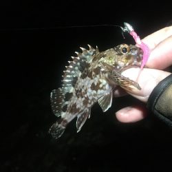 まだいてました！！