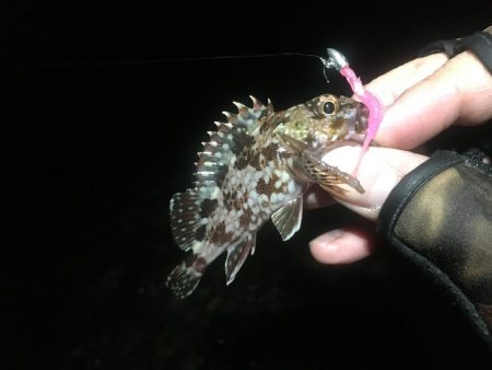 まだいてました！！