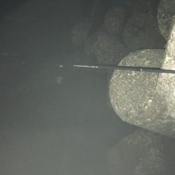 デカアジとブルーバックは何処に?