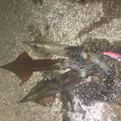 ヤリイカエギング