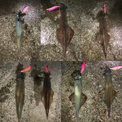 ヤリイカエギング