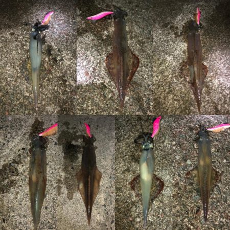 ヤリイカエギング