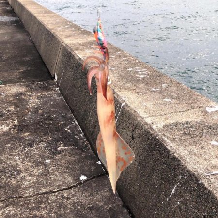 ヤリイカ釣れます☆